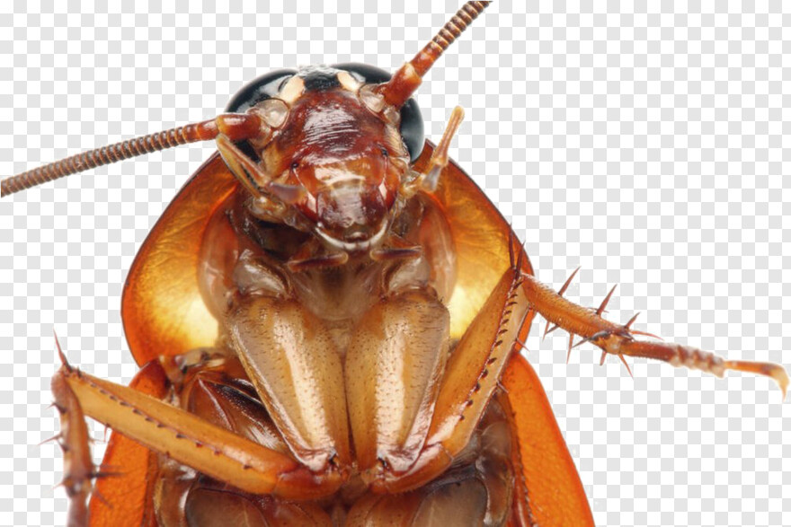 cockroach # 997183