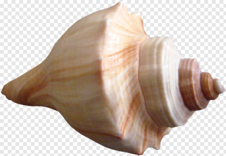 seashell # 626004