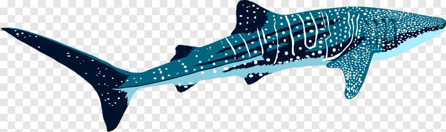 whale-shark # 623597