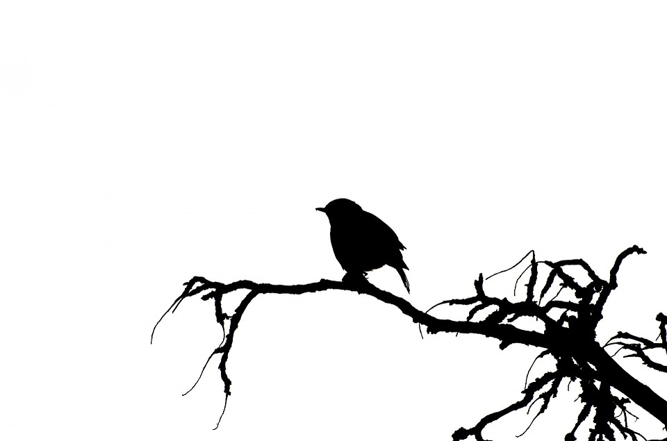 blackbird # 247251