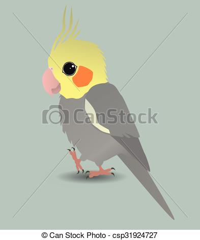 Vector illustration : cockatiel on a white background. vector 