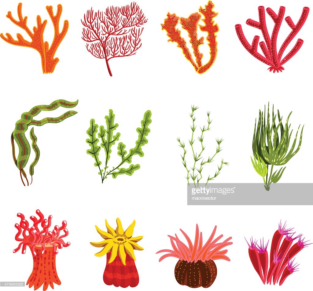 Coral - Free nature icons