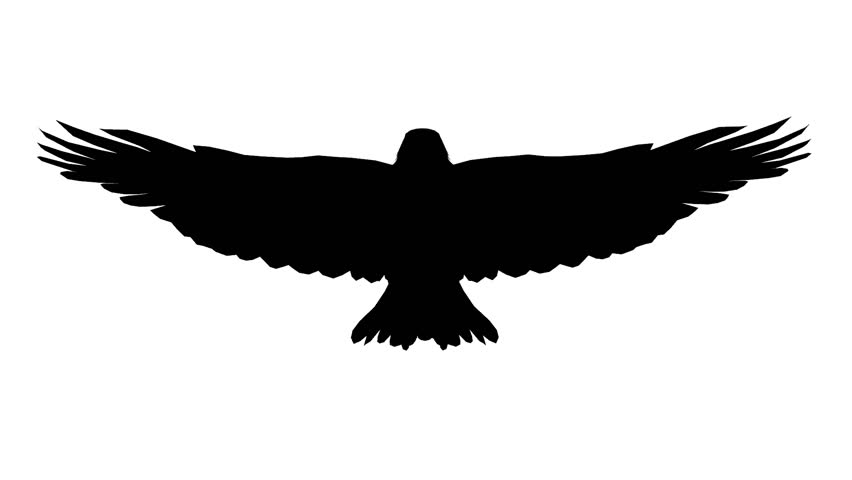 Animal, bald eagle icon | Icon search engine