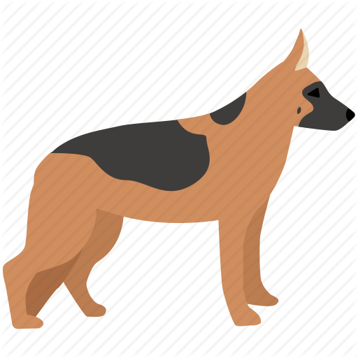 Canine, detection dog, german shepherd, guard dog, police dog 