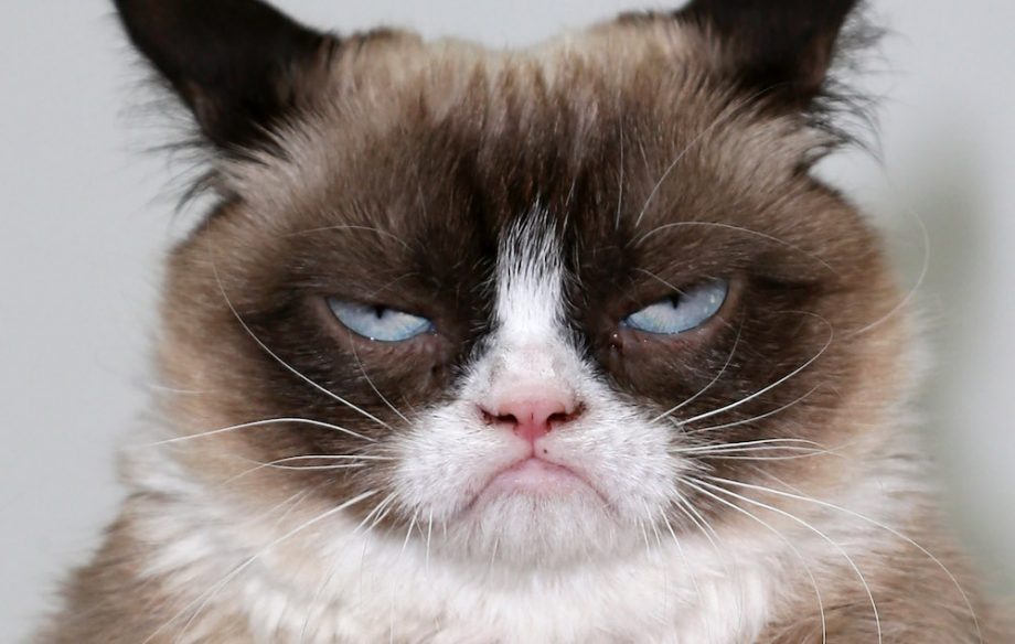 Grumpy Cat! | Grumpy cat, Icons and Logos