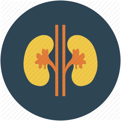 Kidney icon | Icon search engine