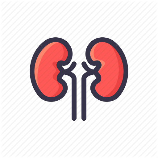 Kidneys icons | Noun Project