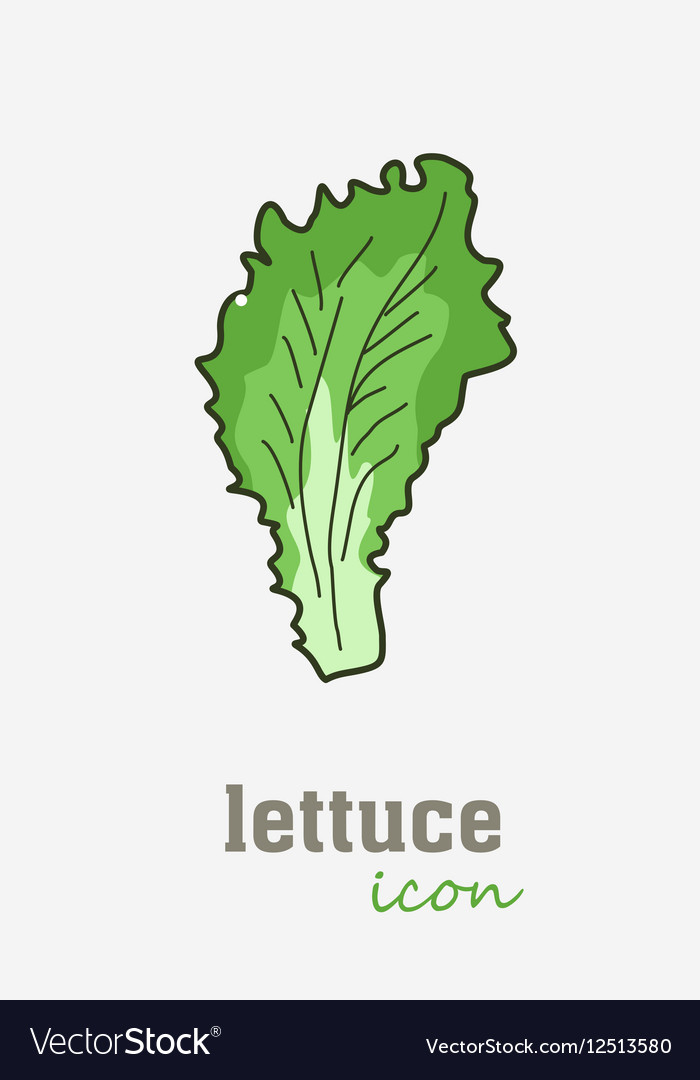 Colour, food, green, kale, leaf, lettuce, vegetable icon | Icon 