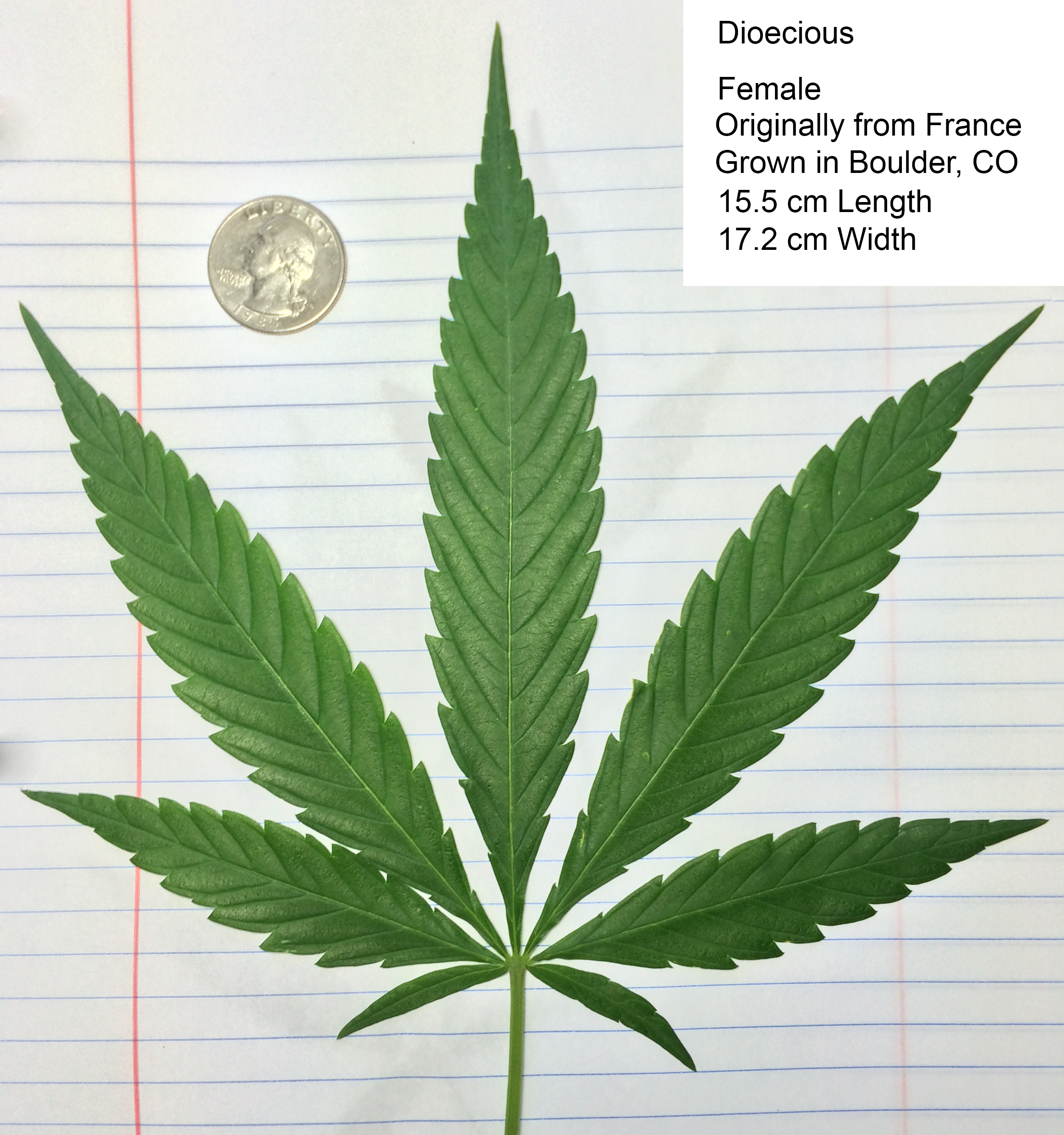 File:Cannabis leaf 2.svg - Wikimedia Commons