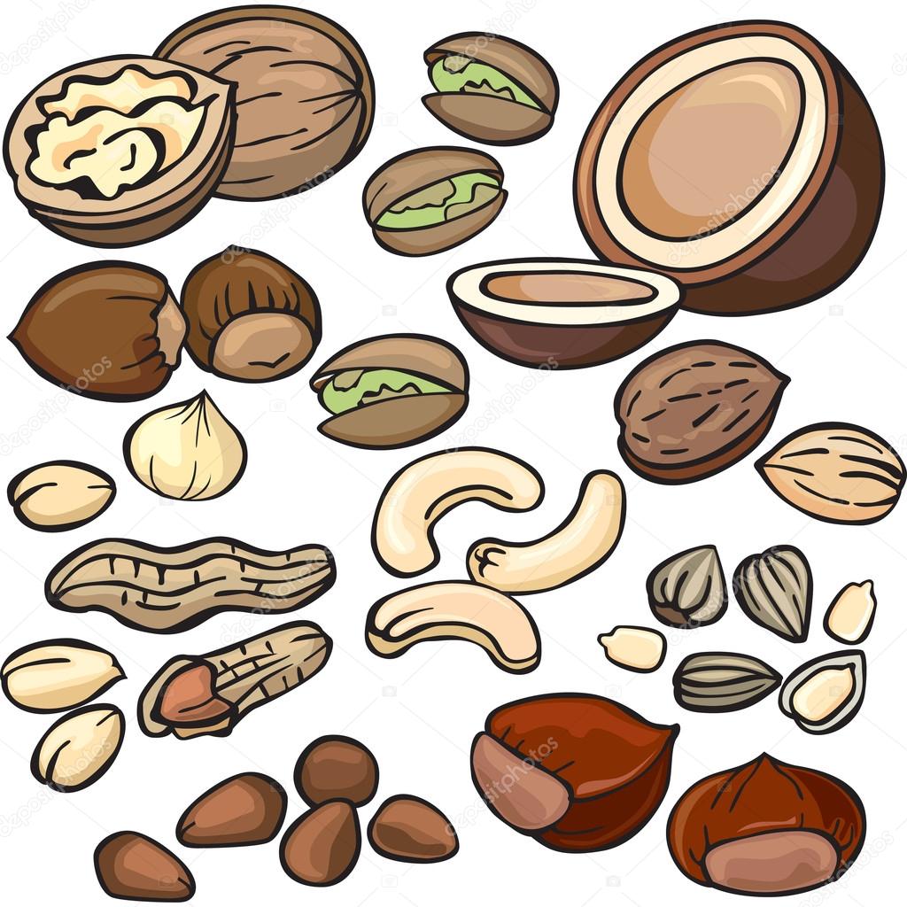 Vector Nuts Icons Stock Vector Art  More Images of 2015 478403140 
