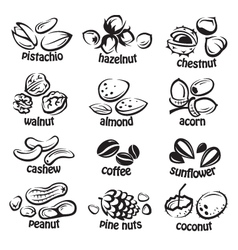 Food, healthy, macadamia nut, nut, nuts, protein, snack icon 