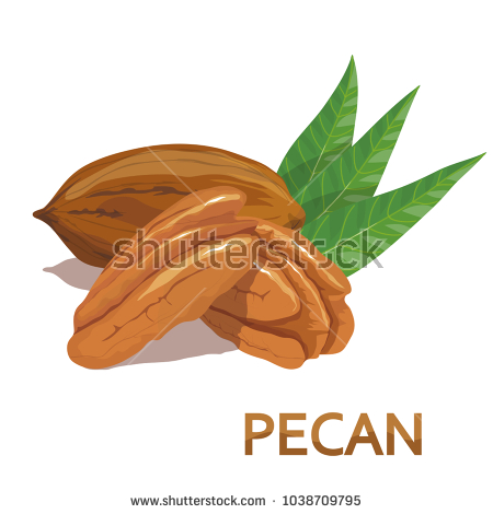 Chestnut Icon, Simple Style Stock Vector - Illustration of edible 