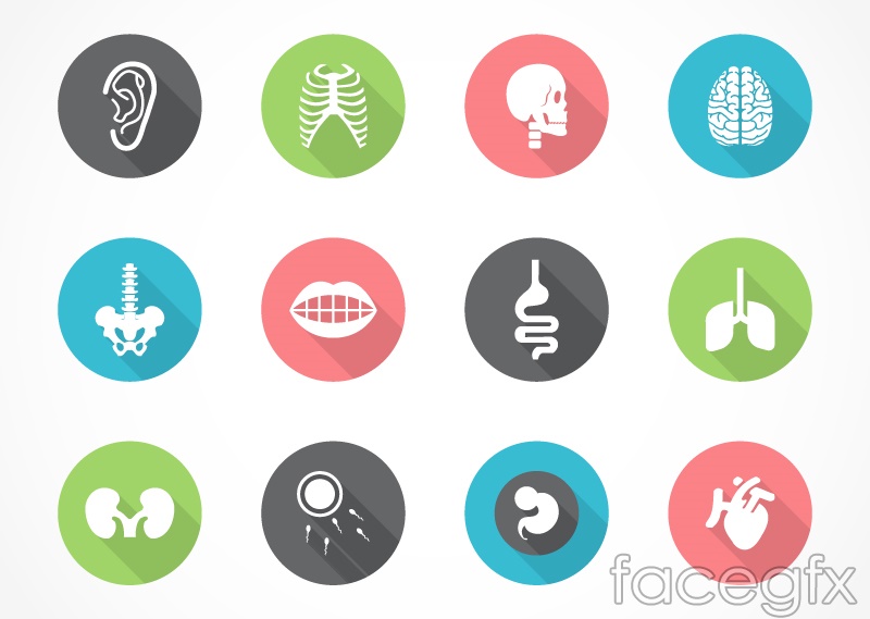 Human organs icons Vector | Free Download