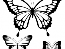 butterfly # 167046