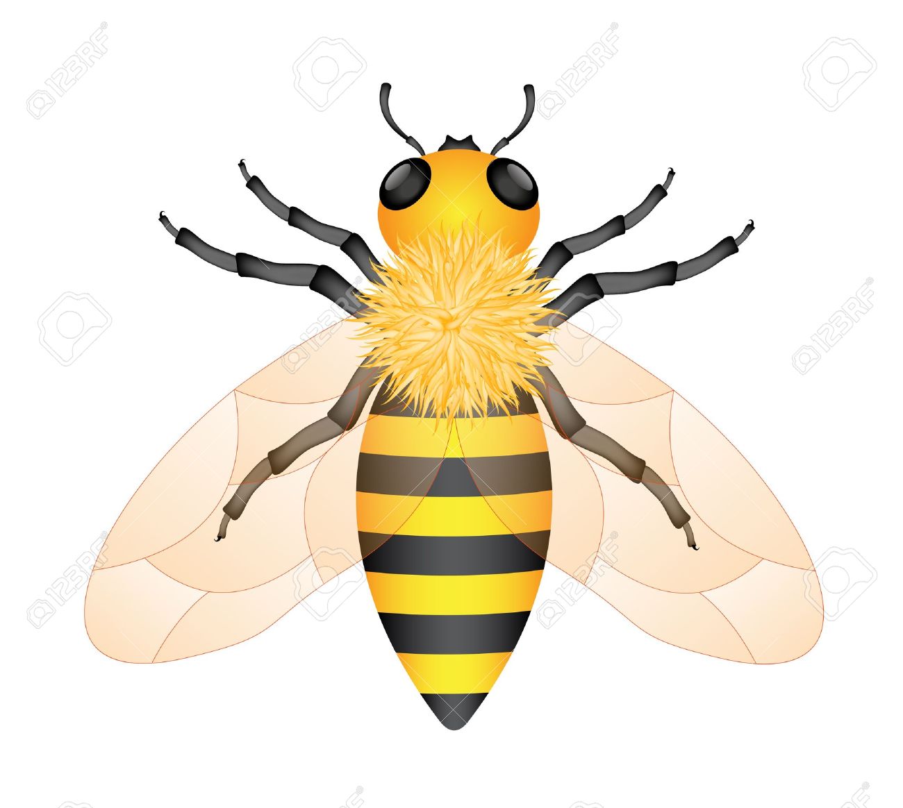 Vector Bee Icon. Vector honey bee queen cartoon. Isolated bee on 