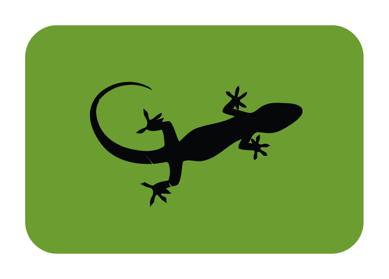 Amphibian, gecko, lizard, reptile, reptilia, squamata icon | Icon 