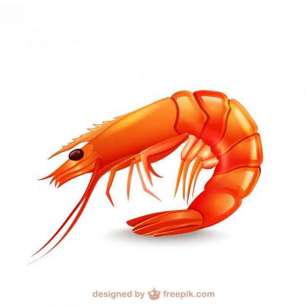 shrimp # 175943