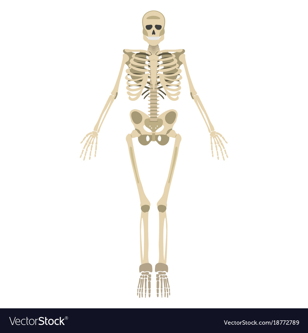 Skeleton icons | Noun Project