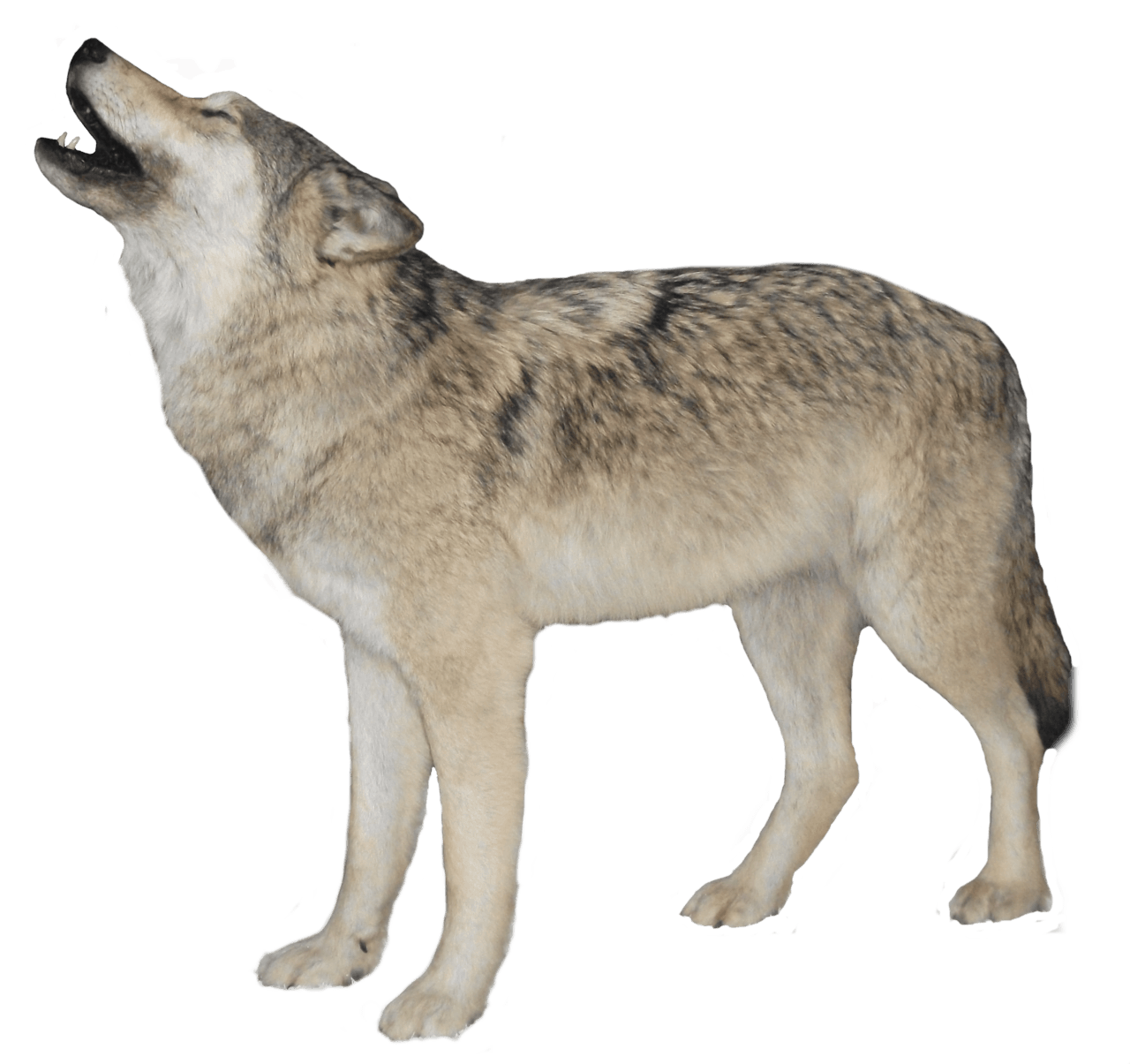 saarloos-wolfdog # 73014