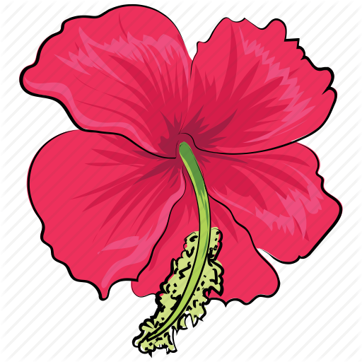 Flower,Hawaiian hibiscus,Petal,Hibiscus,Plant,Flowering plant,Chinese hibiscus,Botany,Malvales,Mallow family,Clip art,Herbaceous plant,Graphics