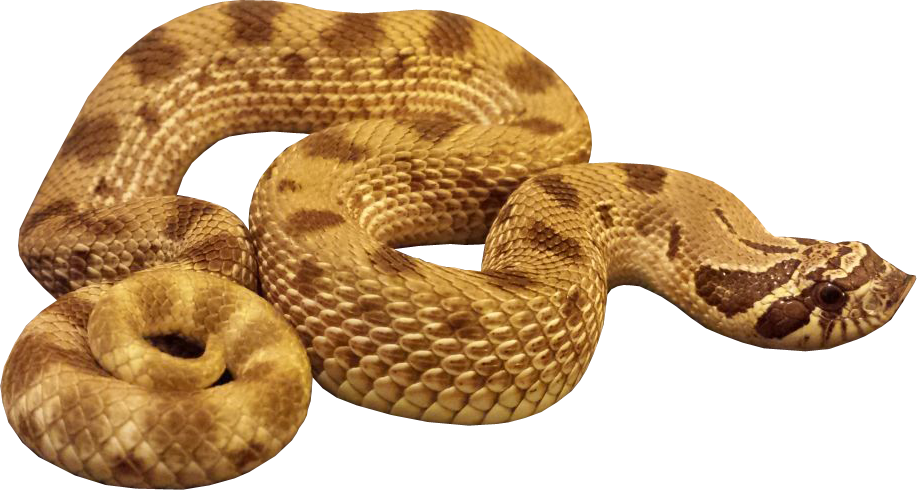 Snake,Reptile,Serpent,Scaled reptile,Rattlesnake,Viper,Hognose snake,Colubridae,Sidewinder,Bullsnake,Python,Terrestrial animal,Pacific gopher snake,Gopher snake,Grass snake