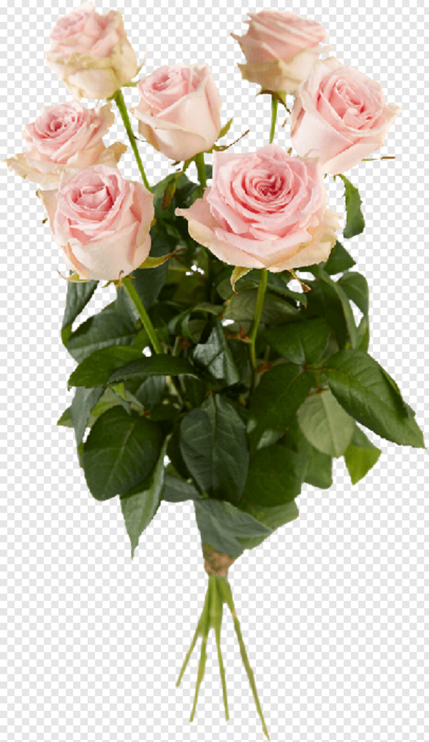  Single Rose, Single Rose Flower, Single Flower, Single Sofa, Single Door Fridge, Bouquet Of Roses