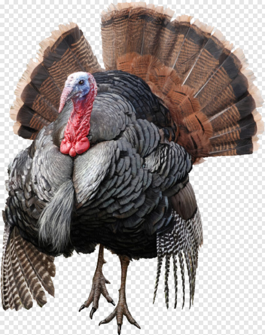 turkey # 597621