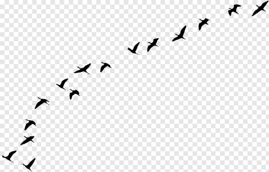 birds-flying # 438589