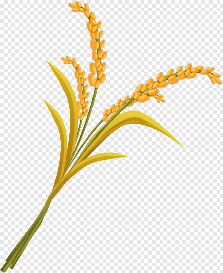 wheat-stalk # 634360