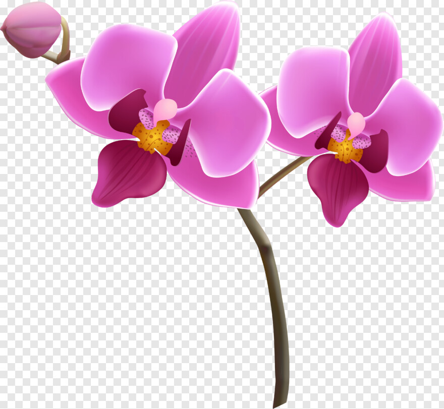orchid # 1000011