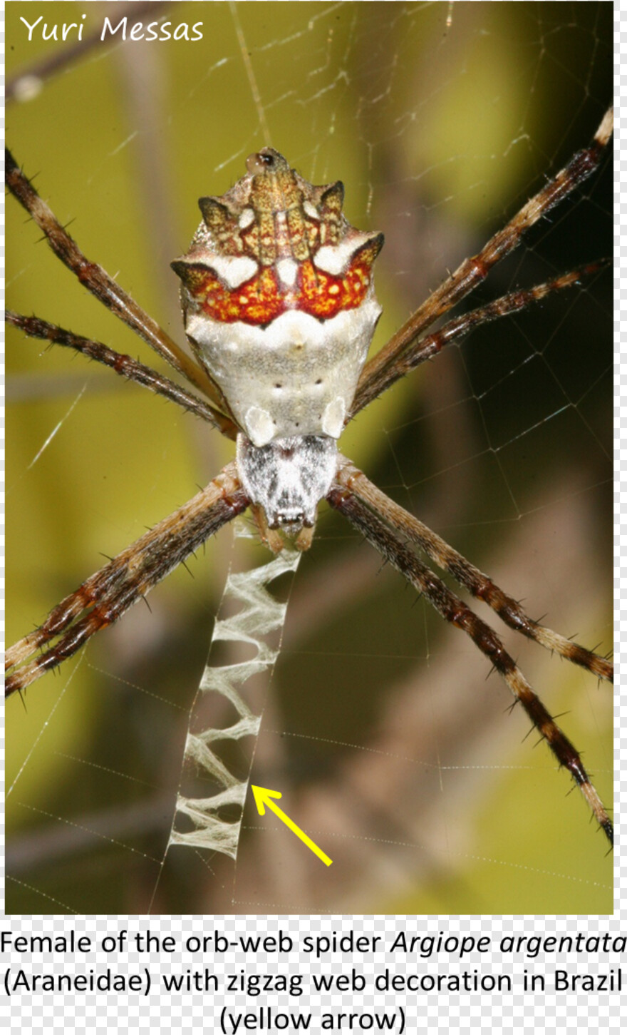 spider-web-transparent-background # 335706