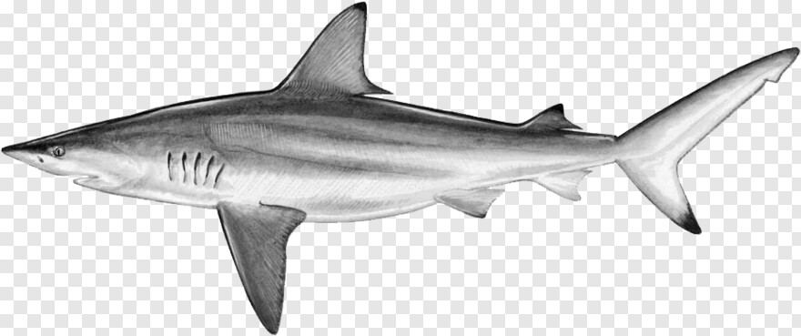 shark-fin # 350549