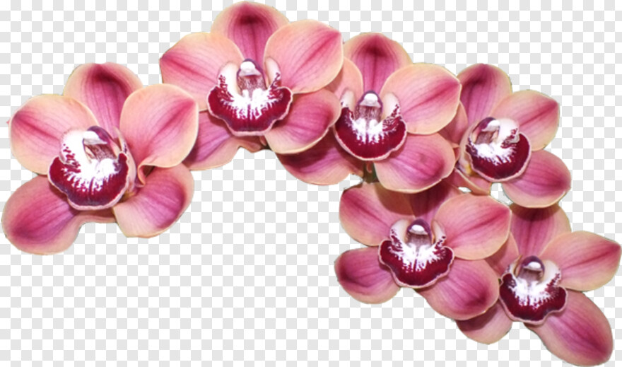 orchid # 668315