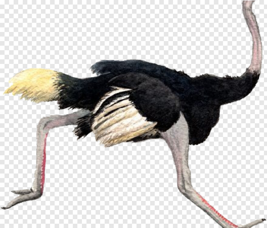 ostrich # 667262