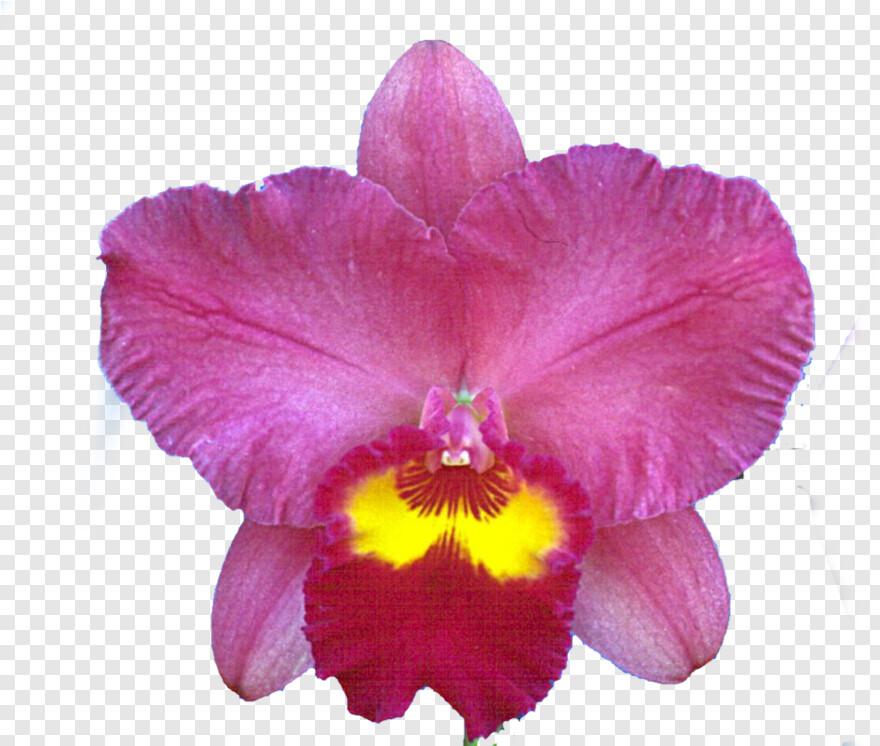 orchid # 668322