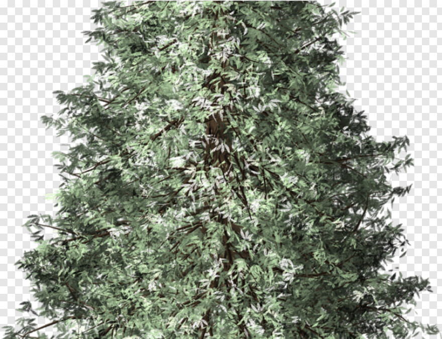 redwood-tree # 834208