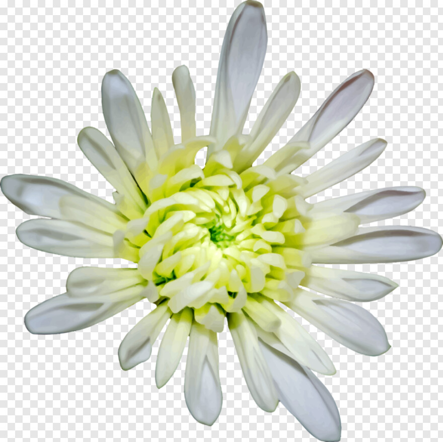 white-daisy # 1015666