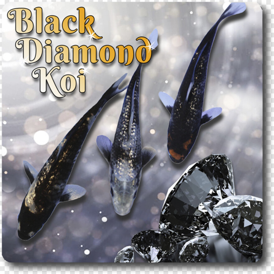 black-diamond # 353644