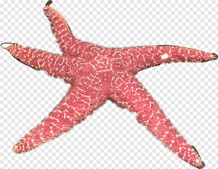 starfish # 582118