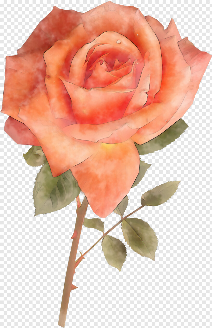 watercolor-rose # 631711