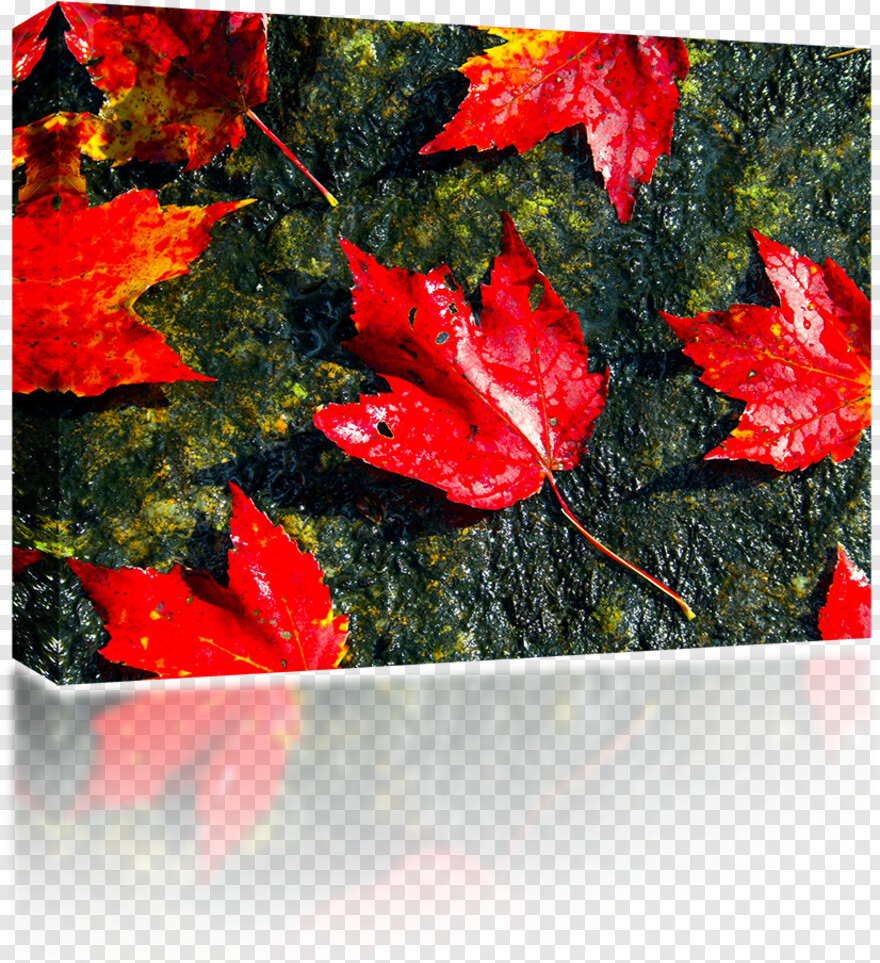 fall-leaf # 847006