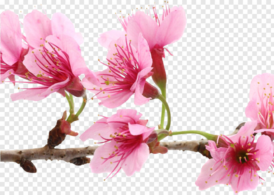 cherry-blossom-tree # 344222