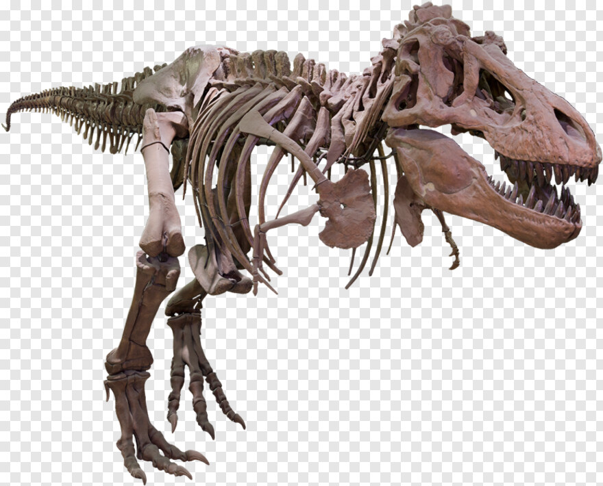 tyrannosaurus-rex # 427779
