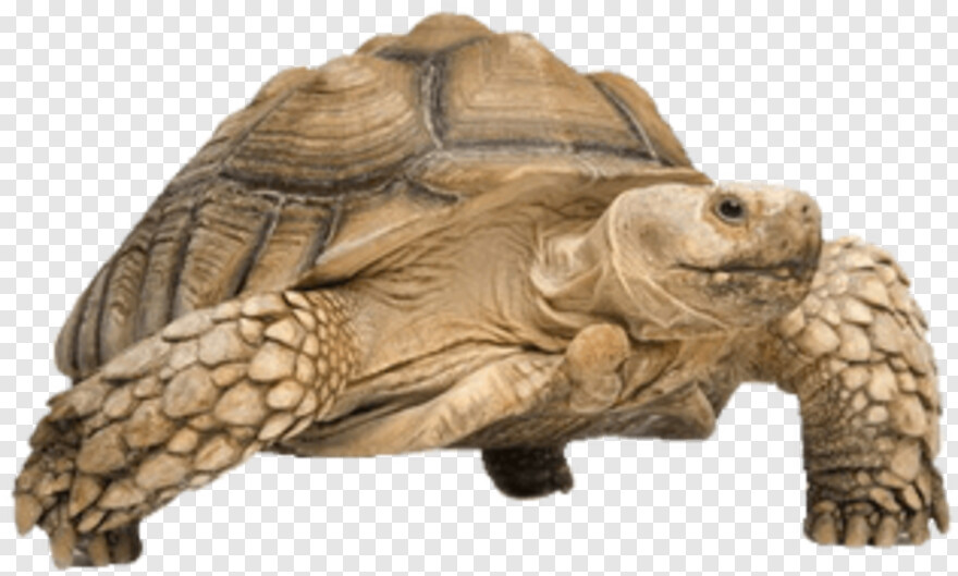 tortoise # 427767