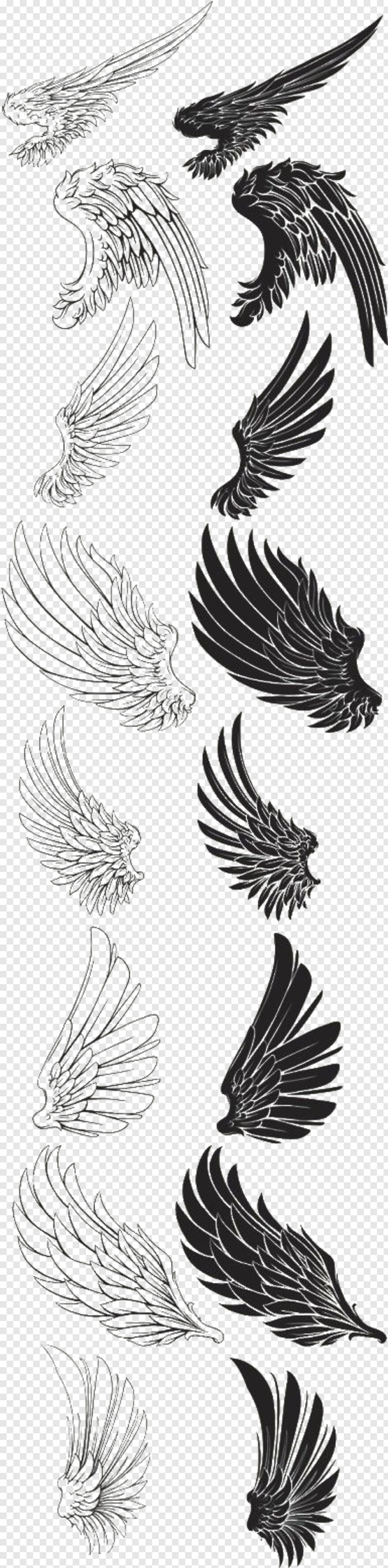 eagle-feather # 1108224