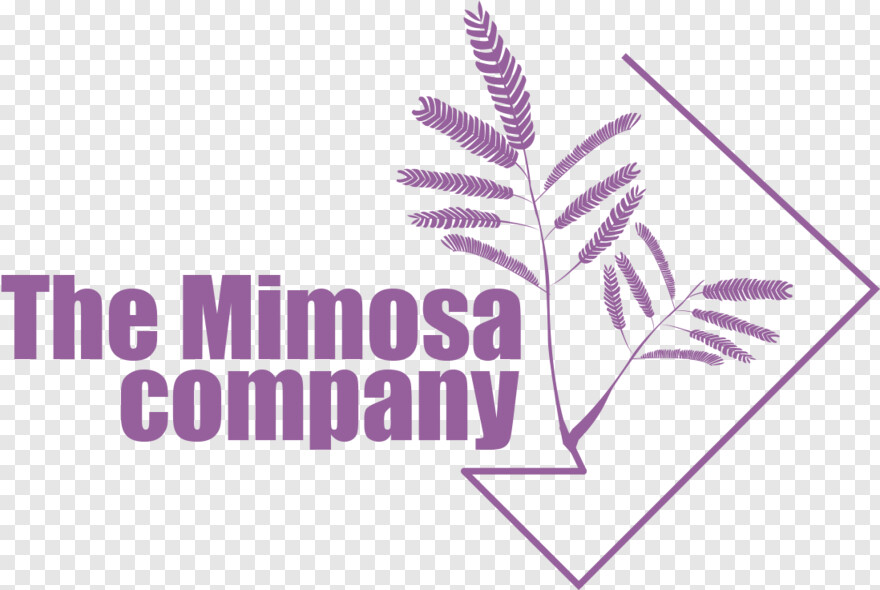 mimosa # 971636