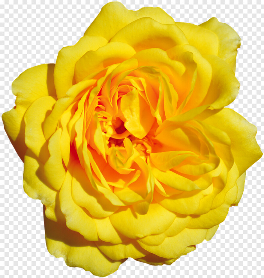 yellow-rose # 344551