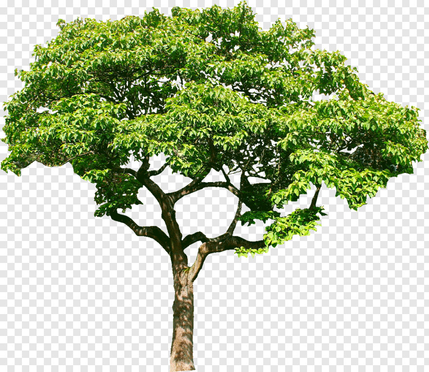 oak-tree-silhouette # 672287