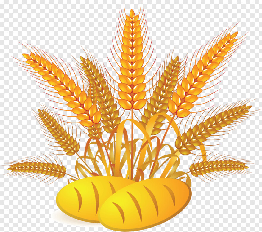 wheat # 663916