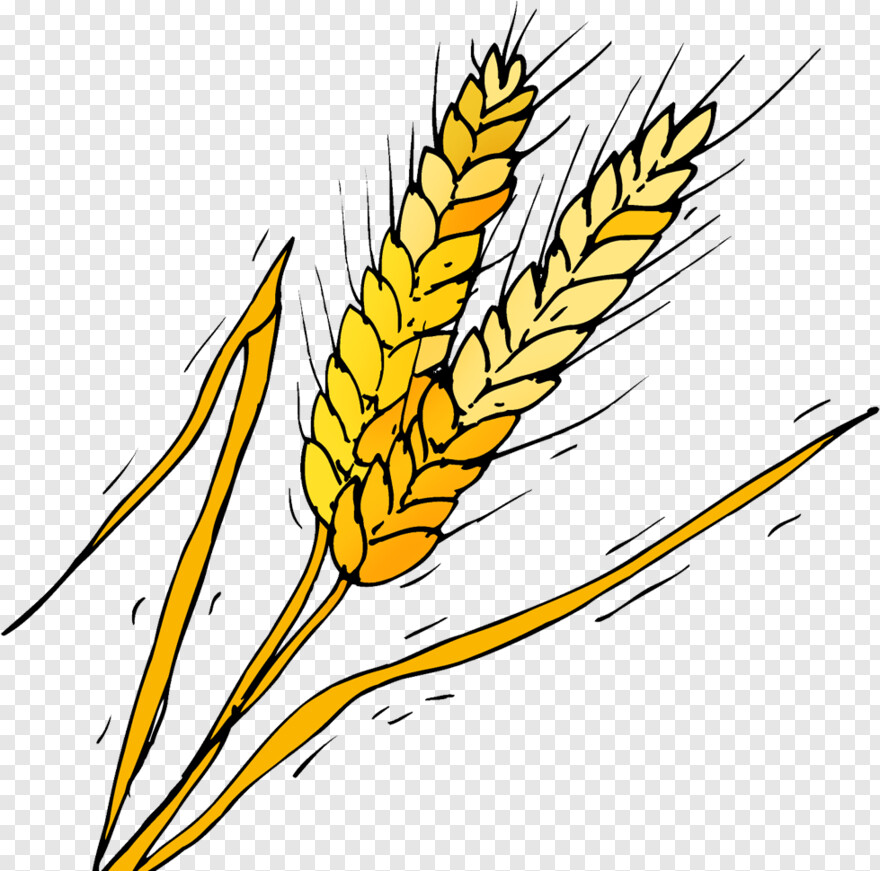 barley # 402979